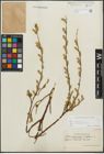 Foto von Salix repens subsp. incubacea (L.) A. Neumann